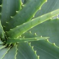 Zijn planten beter dan luchtreinigers?