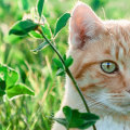 Welke luchtzuiverende planten zijn veilig voor katten?