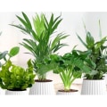 Welke plant is het beste voor het reinigen van lucht?