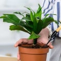 Hoe effectief zijn luchtzuiverende planten?