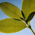 Kunnen planten te veel zuurstof aanmaken?