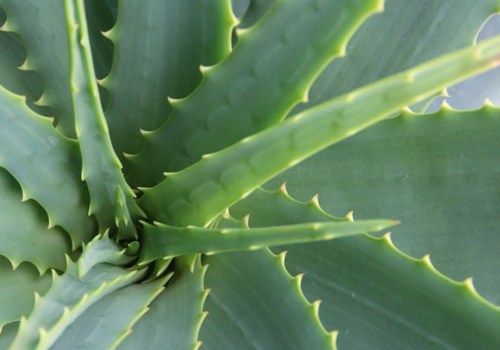 Zijn planten beter dan luchtreinigers?