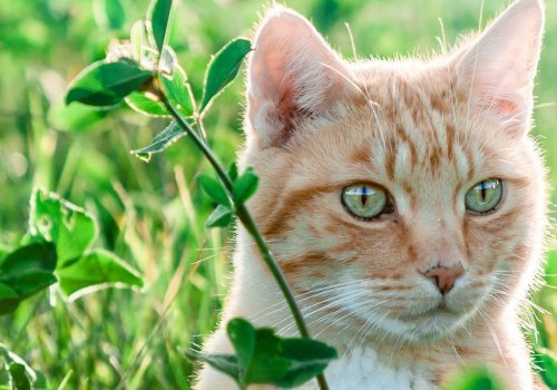 Welke luchtzuiverende planten zijn veilig voor katten?