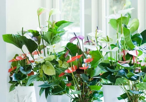 Hoeveel planten heb je nodig om lucht te zuiveren?