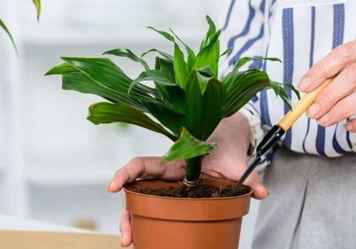 Hoe effectief zijn luchtzuiverende planten?