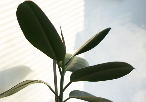 Doen luchtreinigers planten pijn?