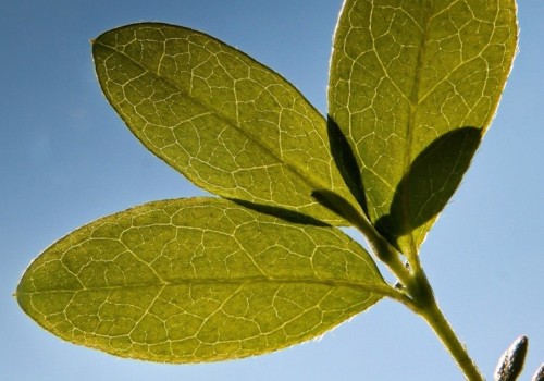 Kunnen planten te veel zuurstof aanmaken?